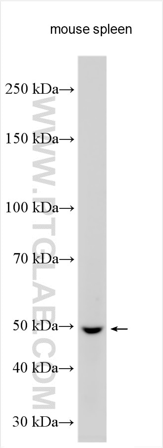 Western Blot (WB) analysis of various lysates using PNPLA1 Polyclonal antibody (30905-1-AP)