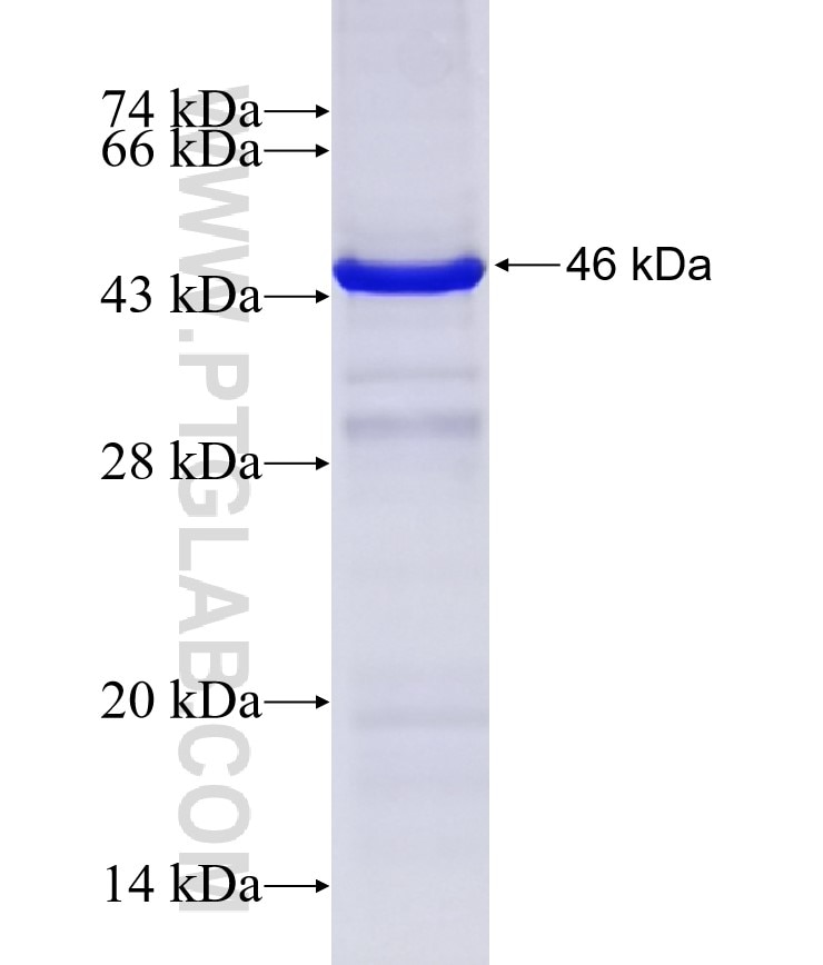PNPLA6 fusion protein Ag5546 SDS-PAGE