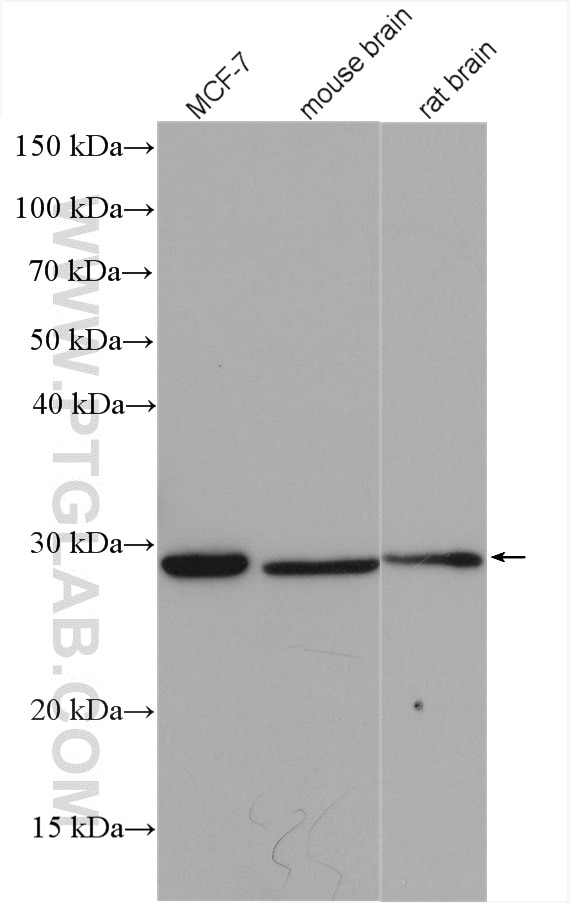 Western Blot (WB) analysis of various lysates using PNPO Polyclonal antibody (15552-1-AP)