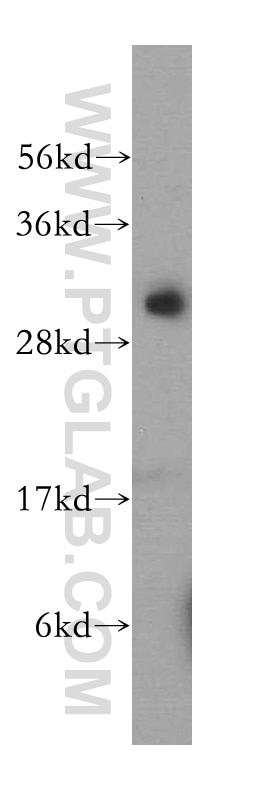 Western Blot (WB) analysis of human heart tissue using PNPO Polyclonal antibody (15552-1-AP)