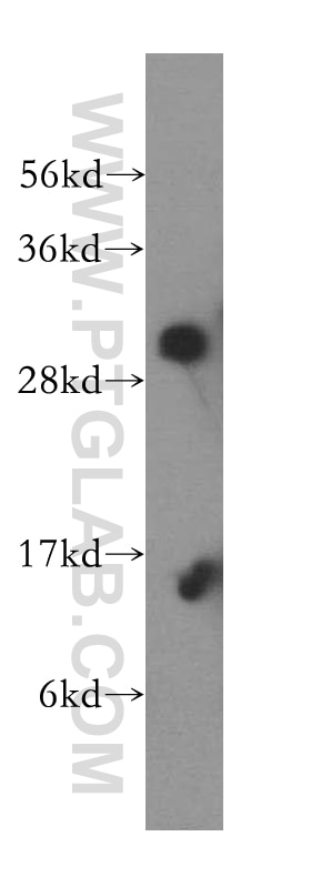 Western Blot (WB) analysis of human brain tissue using PNPO Polyclonal antibody (15552-1-AP)