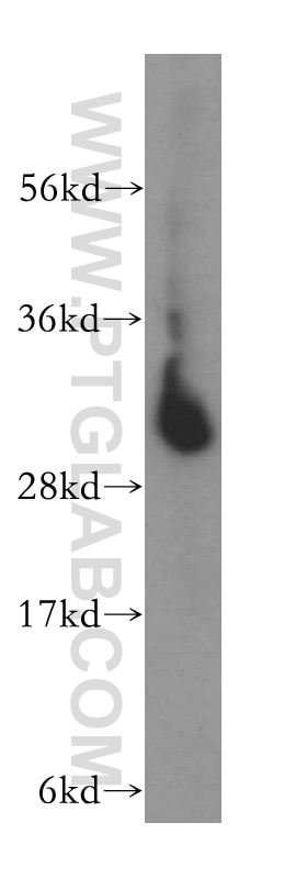 Western Blot (WB) analysis of human liver tissue using PNPO Polyclonal antibody (15552-1-AP)