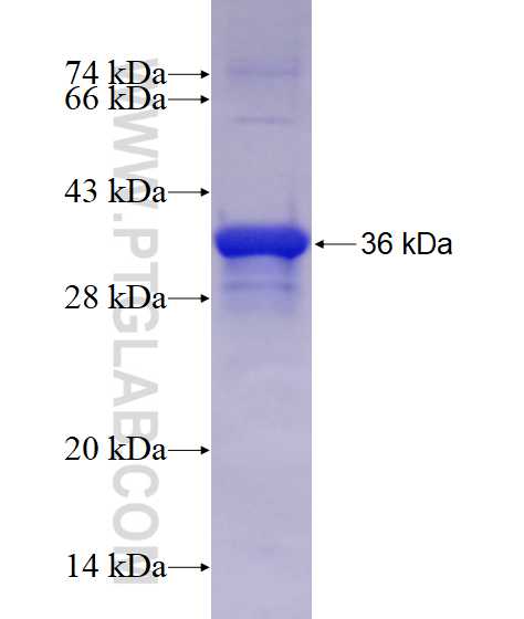 PNPO fusion protein Ag7800 SDS-PAGE