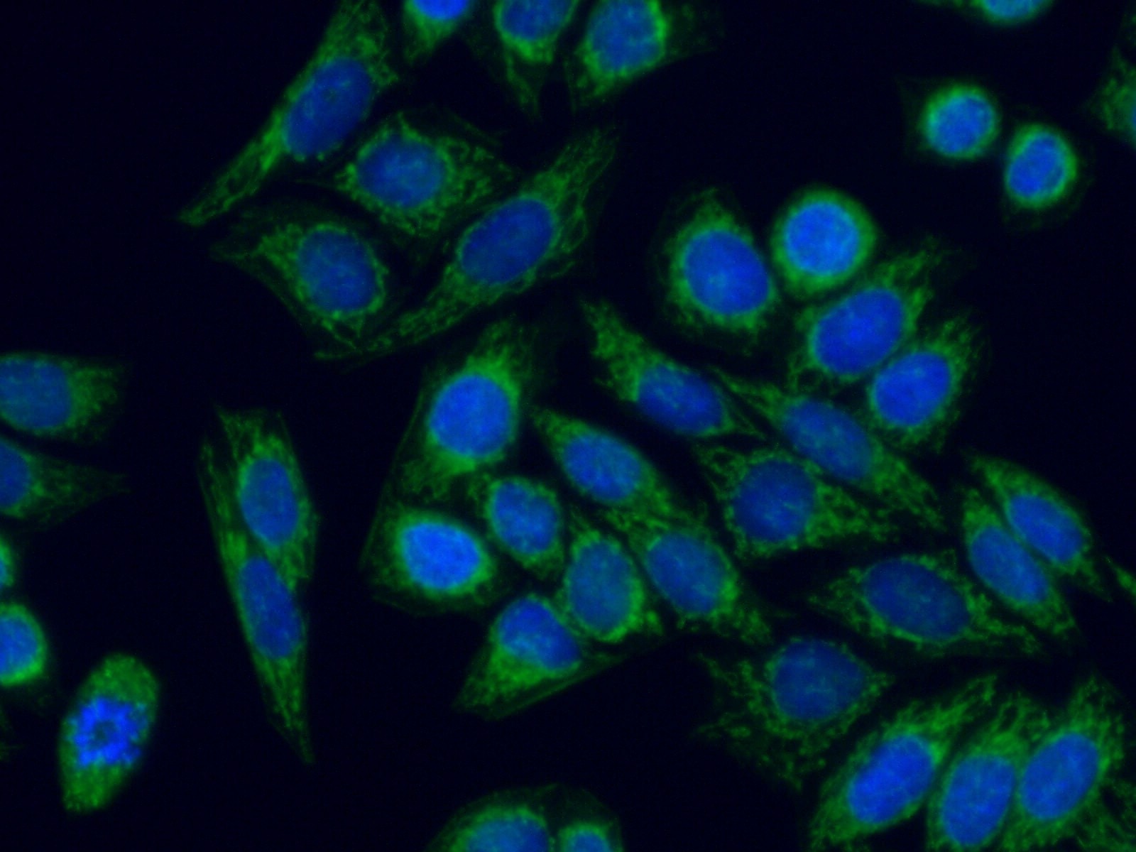 Immunofluorescence (IF) / fluorescent staining of HeLa cells using PNPT1 Polyclonal antibody (14487-1-AP)