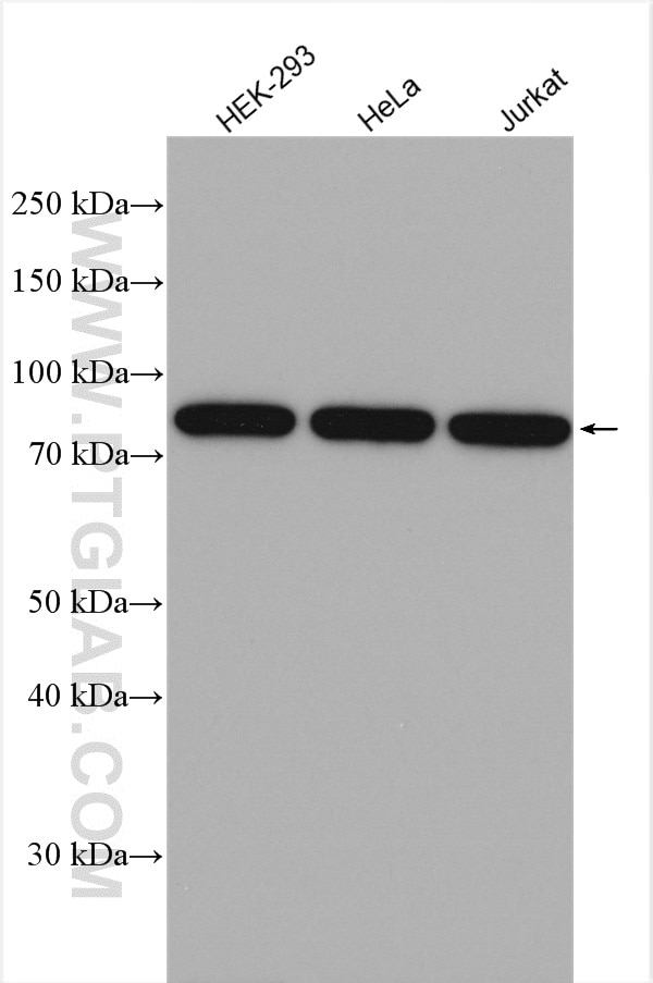 Western Blot (WB) analysis of various lysates using PNPT1 Polyclonal antibody (14487-1-AP)