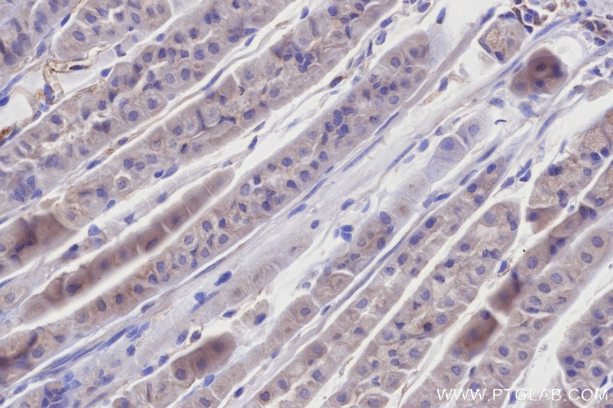 Immunohistochemistry (IHC) staining of mouse stomach tissue using PNPT1 Monoclonal antibody (68309-1-Ig)