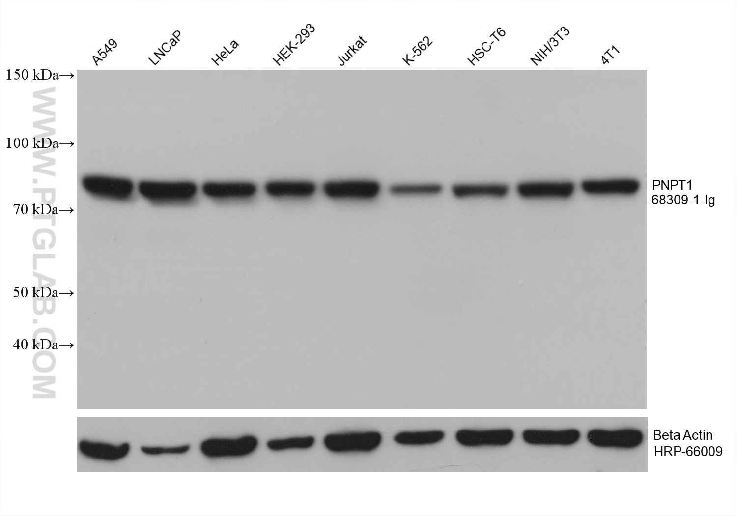Western Blot (WB) analysis of various lysates using PNPT1 Monoclonal antibody (68309-1-Ig)