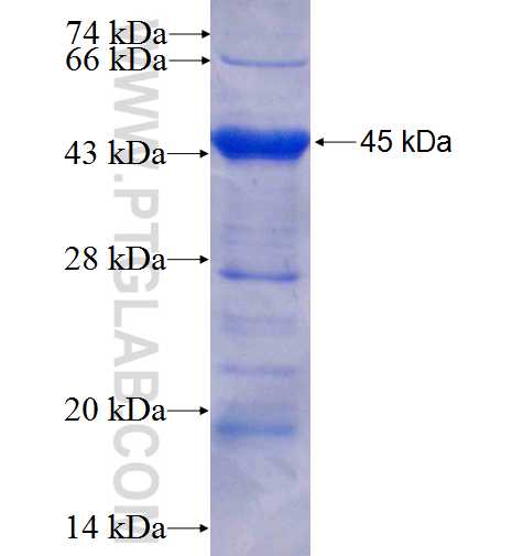 PNPT1 fusion protein Ag6290 SDS-PAGE