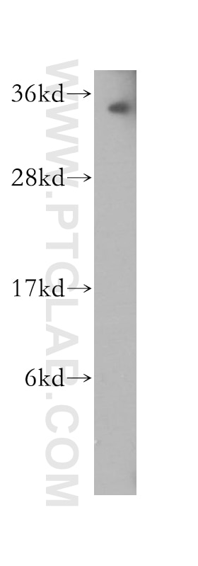 Western Blot (WB) analysis of Raji cells using PNRC1 Polyclonal antibody (51052-1-AP)