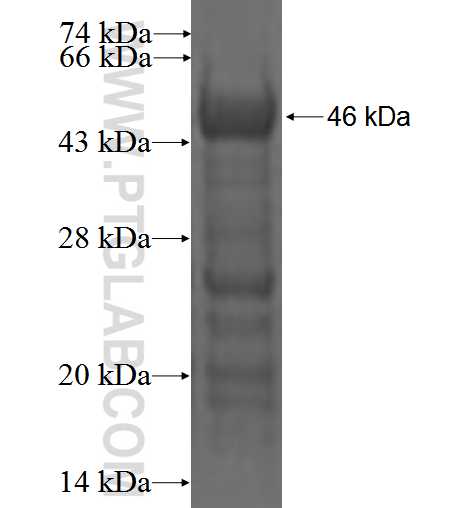 PNRC1 fusion protein Ag0100 SDS-PAGE