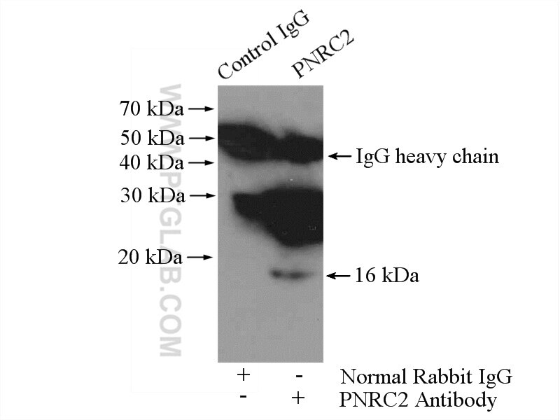 Immunoprecipitation (IP) experiment of mouse lung tissue using PNRC2 Polyclonal antibody (51050-1-AP)
