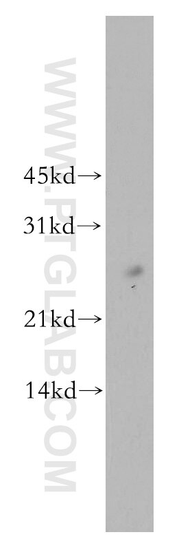 Western Blot (WB) analysis of mouse lung tissue using PNRC2 Polyclonal antibody (51050-1-AP)