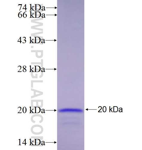 PNRC2 fusion protein Ag0099 SDS-PAGE