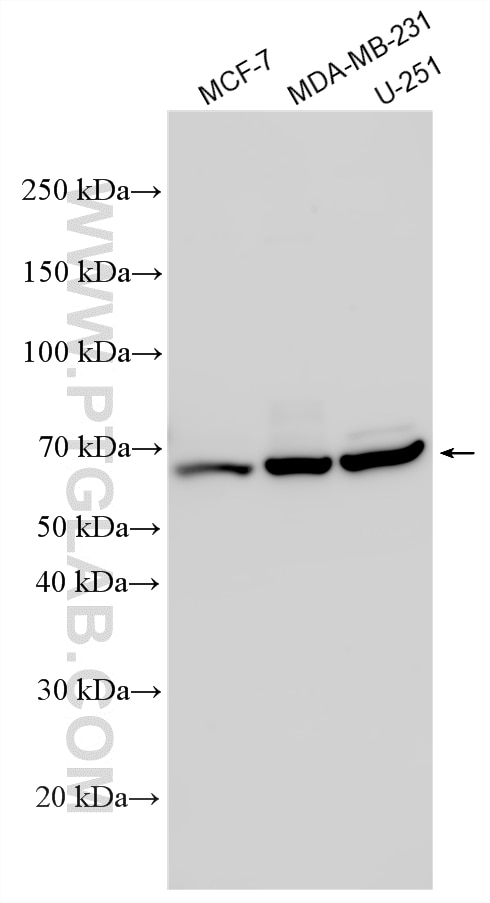 Various lysates were subjected to SDS PAGE followed by western blot with 22054-1-AP (POC5 antibody) at dilution of 1:4000 incubated at room temperature for 1.5 hours. Western Blot (WB) analysis of various lysates using POC5 Polyclonal antibody (22054-1-AP)
