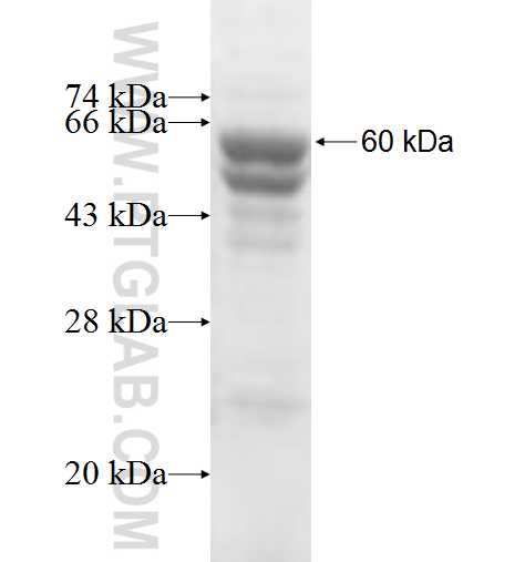 PODN fusion protein Ag6964 SDS-PAGE