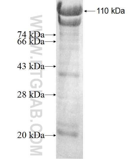 PODXL2 fusion protein Ag9374 SDS-PAGE