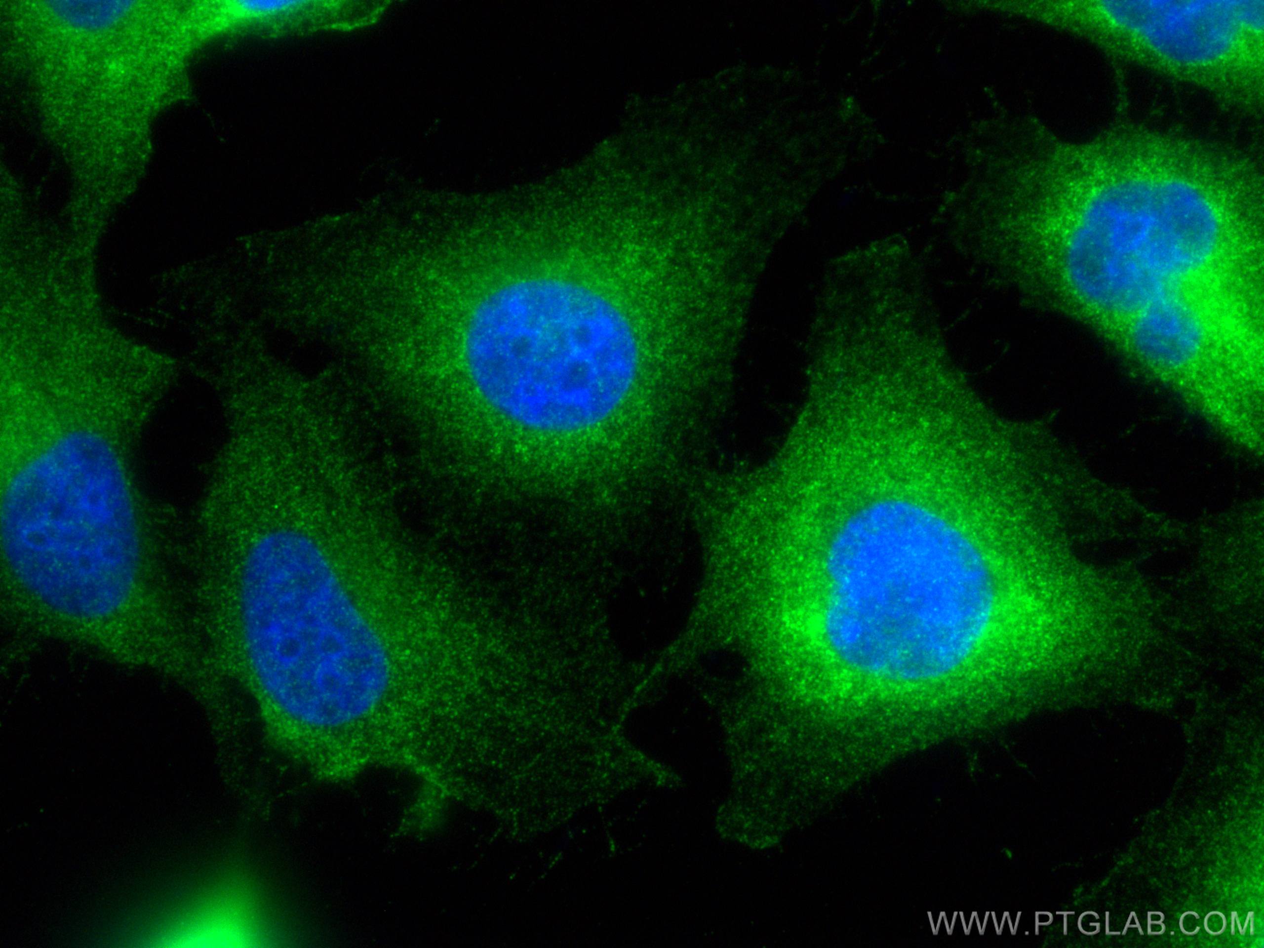 Immunofluorescence (IF) / fluorescent staining of HUVEC cells using POFUT1 Polyclonal antibody (14929-1-AP)