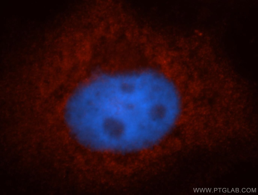 Immunofluorescence (IF) / fluorescent staining of A431 cells using POFUT1 Polyclonal antibody (14929-1-AP)