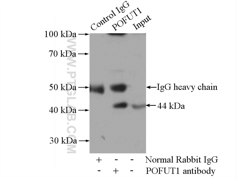 Immunoprecipitation (IP) experiment of HepG2 cells using POFUT1 Polyclonal antibody (14929-1-AP)