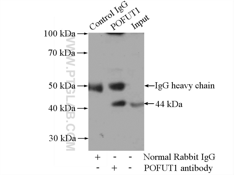 Immunoprecipitation (IP) experiment of HepG2 cells using POFUT1 Polyclonal antibody (14929-1-AP)