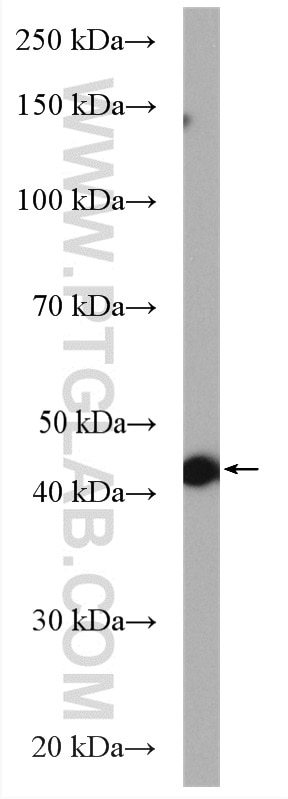 Western Blot (WB) analysis of HUVEC cells using POFUT1 Polyclonal antibody (14929-1-AP)