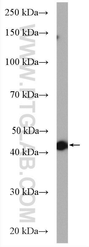 WB analysis of HUVEC using 14929-1-AP