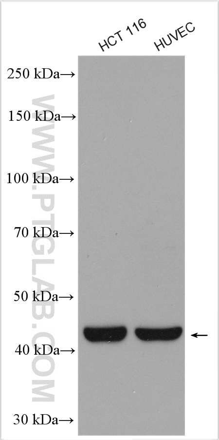 Western Blot (WB) analysis of HCT 116 cells using POFUT1 Polyclonal antibody (14929-1-AP)