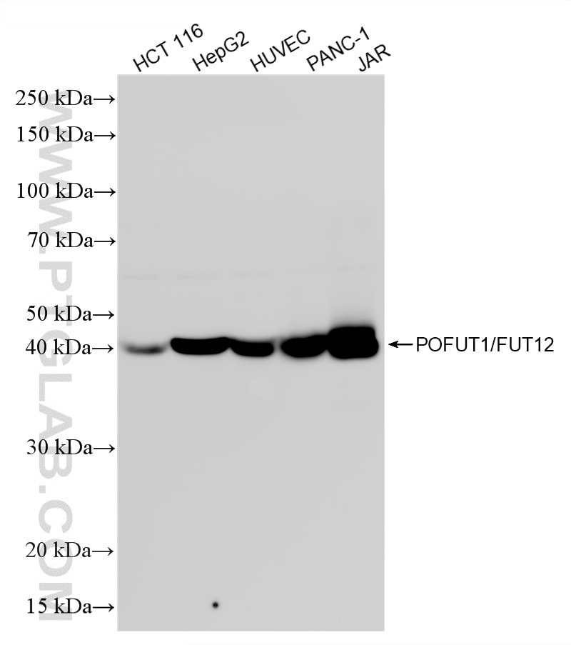 Western Blot (WB) analysis of various lysates using POFUT1 Recombinant monoclonal antibody (87434-1-RR)
