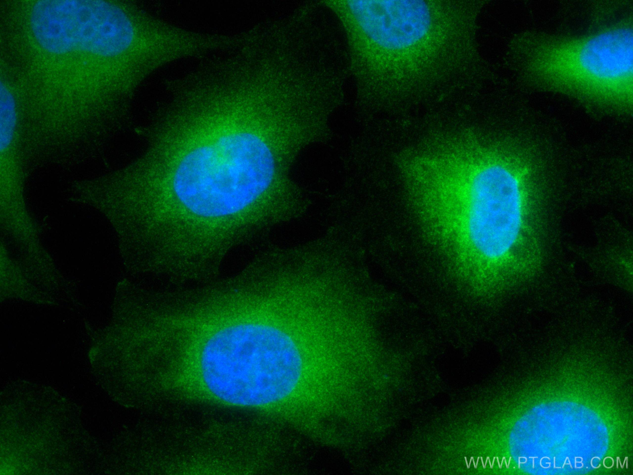 Immunofluorescence (IF) / fluorescent staining of HUVEC cells using CoraLite® Plus 488-conjugated POFUT1 Polyclonal an (CL488-14929)