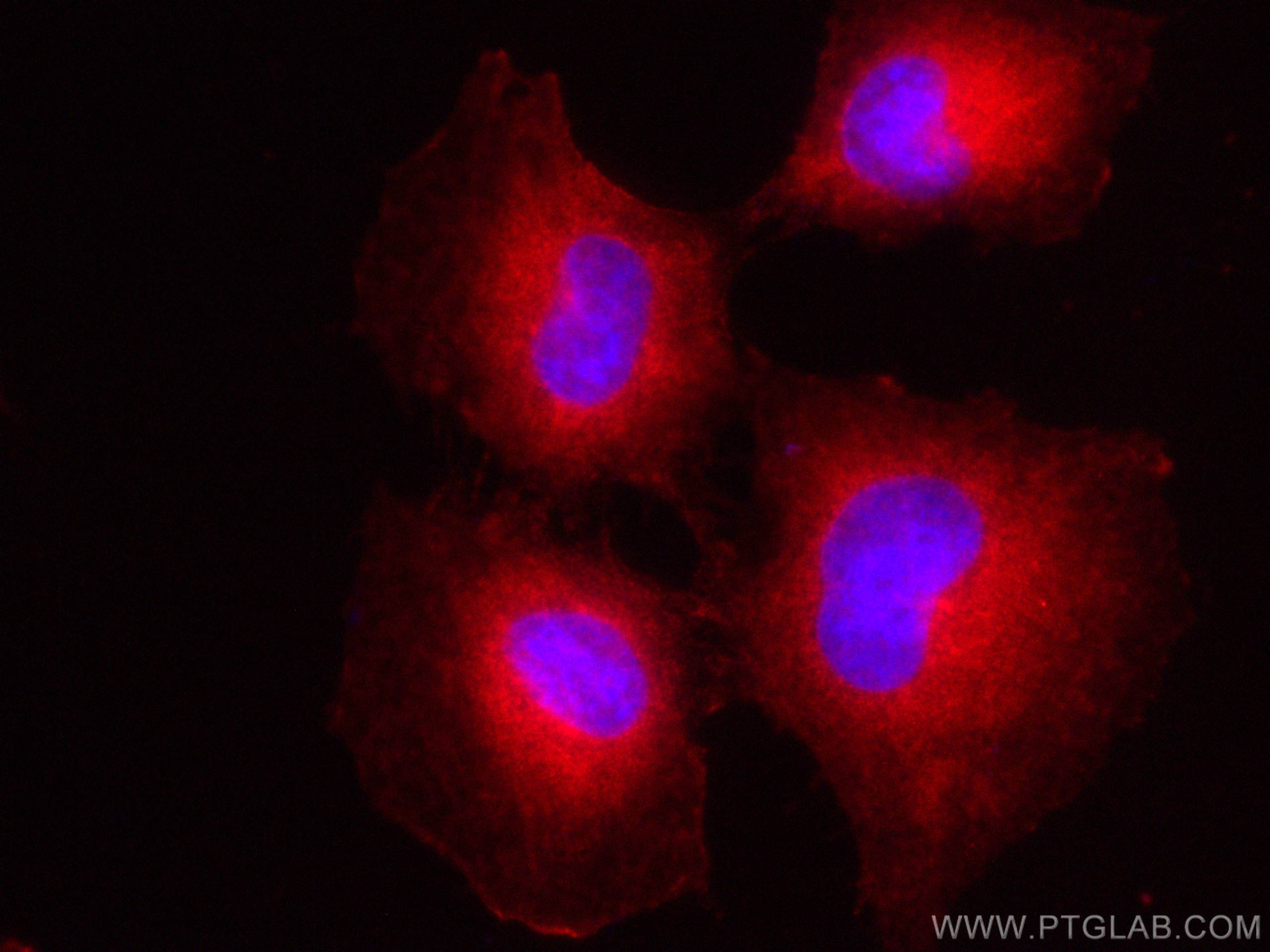 Immunofluorescence (IF) / fluorescent staining of HUVEC cells using CoraLite®594-conjugated POFUT1 Polyclonal antibody (CL594-14929)