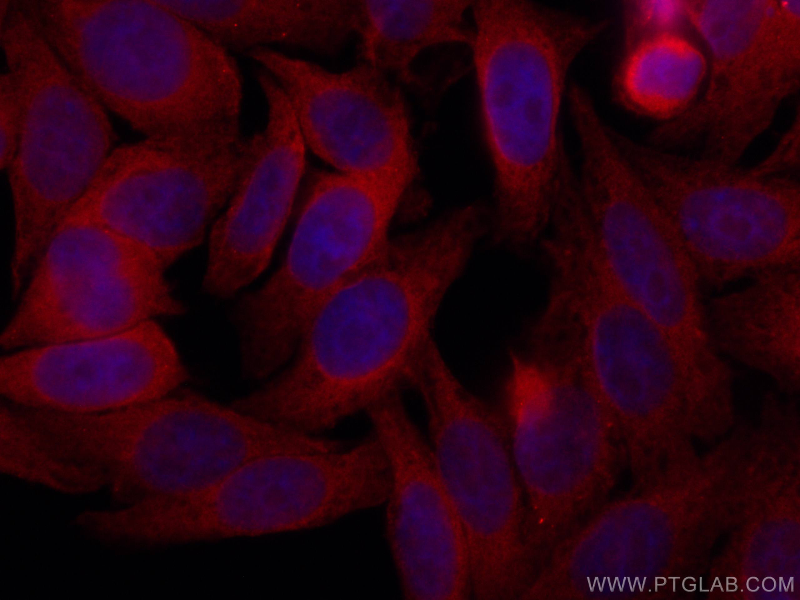 Immunofluorescence (IF) / fluorescent staining of HepG2 cells using CoraLite®594-conjugated POFUT1 Polyclonal antibody (CL594-14929)