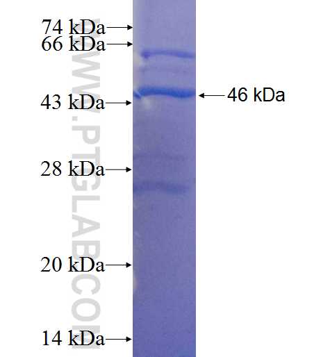 POFUT1 fusion protein Ag6710 SDS-PAGE