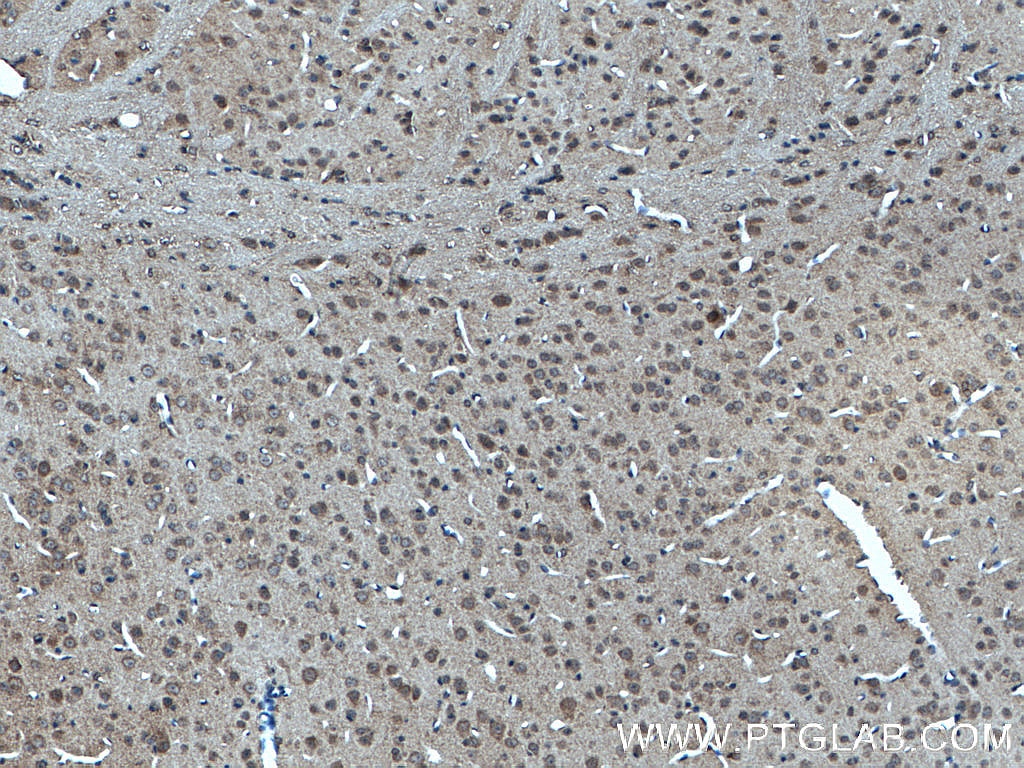 Immunohistochemistry (IHC) staining of mouse brain tissue using POFUT2 Polyclonal antibody (17764-1-AP)