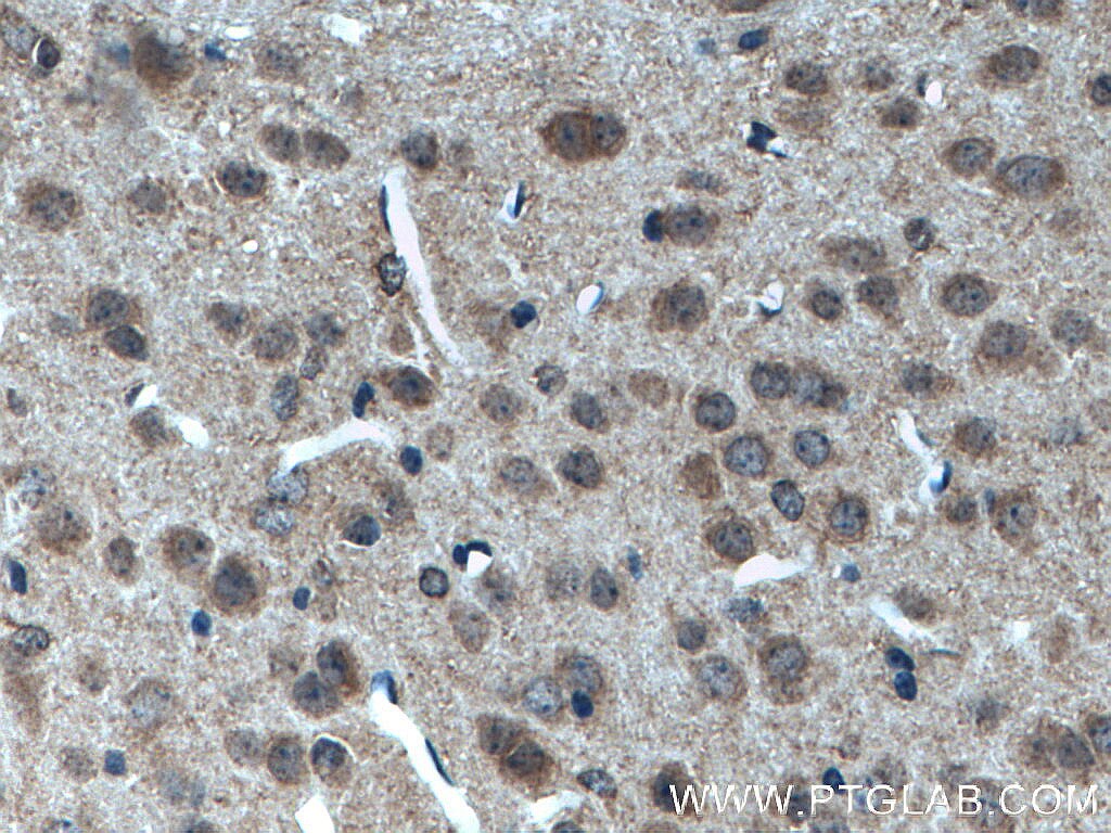 Immunohistochemistry (IHC) staining of mouse brain tissue using POFUT2 Polyclonal antibody (17764-1-AP)