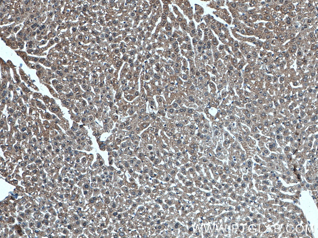 Immunohistochemistry (IHC) staining of mouse liver tissue using POFUT2 Polyclonal antibody (17764-1-AP)