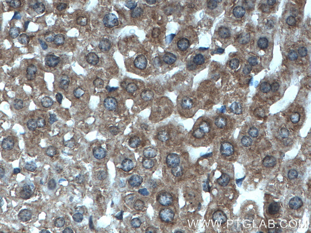 Immunohistochemistry (IHC) staining of mouse liver tissue using POFUT2 Polyclonal antibody (17764-1-AP)