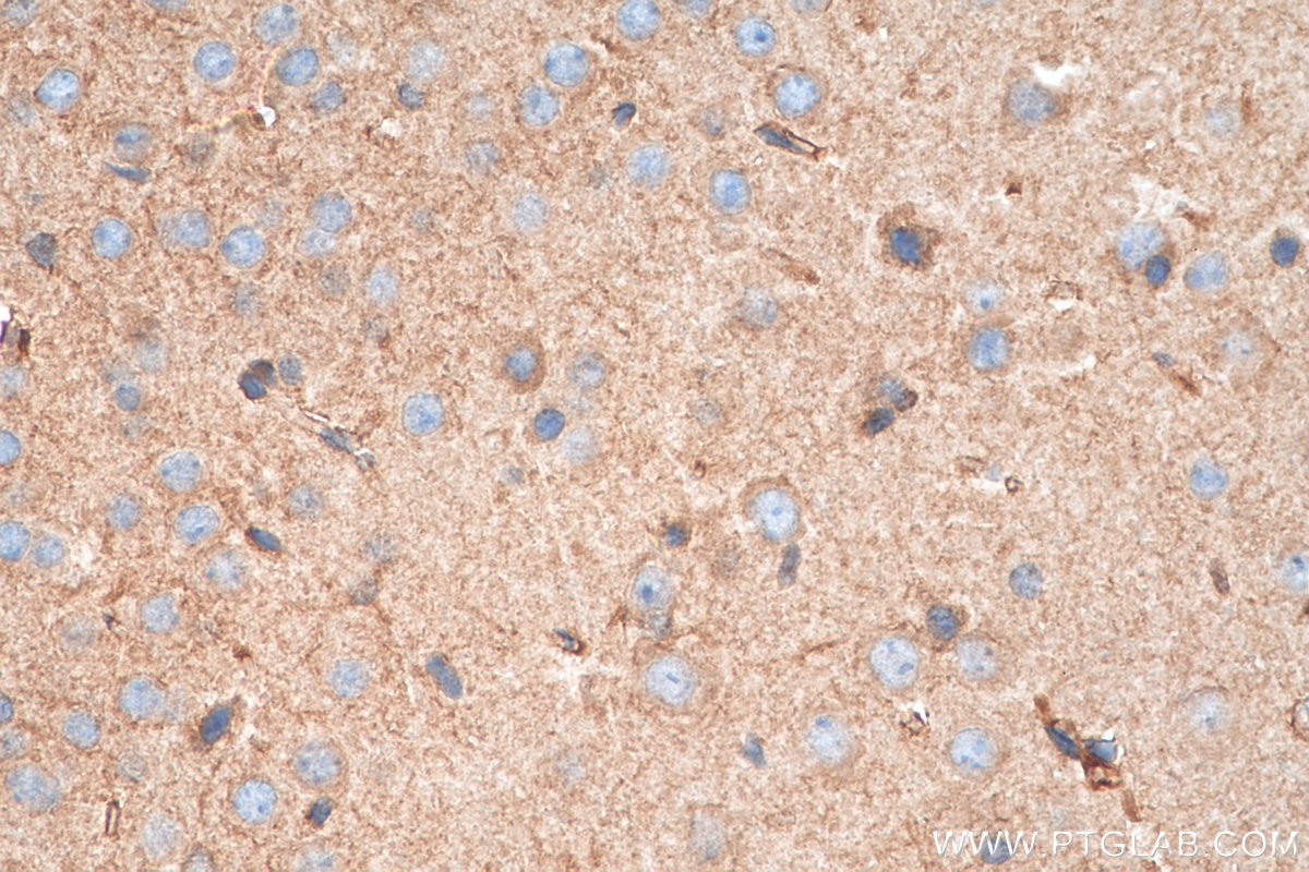 Immunohistochemistry (IHC) staining of mouse brain tissue using POFUT2 Polyclonal antibody (17764-1-AP)