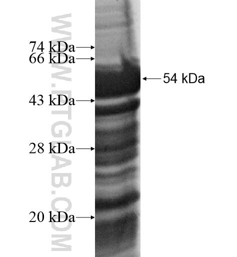 POFUT2 fusion protein Ag11999 SDS-PAGE