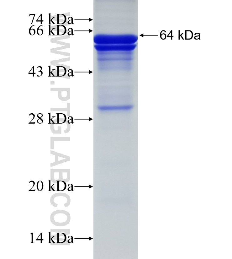 POFUT2 fusion protein Ag12148 SDS-PAGE
