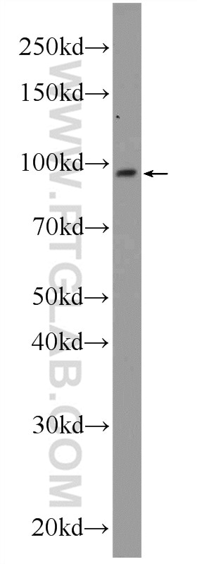 Western Blot (WB) analysis of A549 cells using POGK Polyclonal antibody (24888-1-AP)