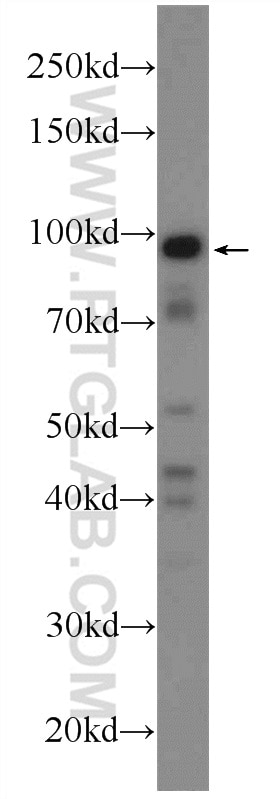 Western Blot (WB) analysis of MCF-7 cells using POGK Polyclonal antibody (24888-1-AP)