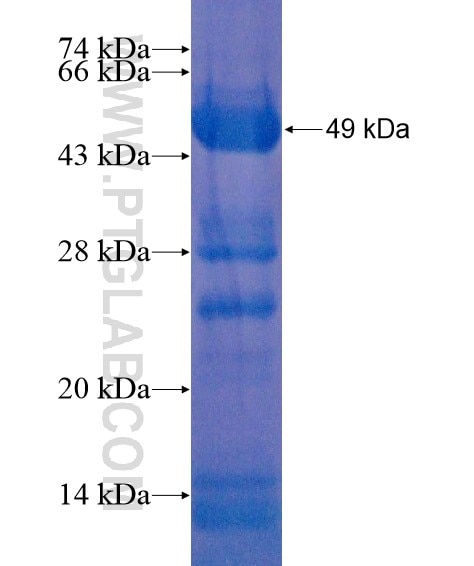 POGK fusion protein Ag21681 SDS-PAGE