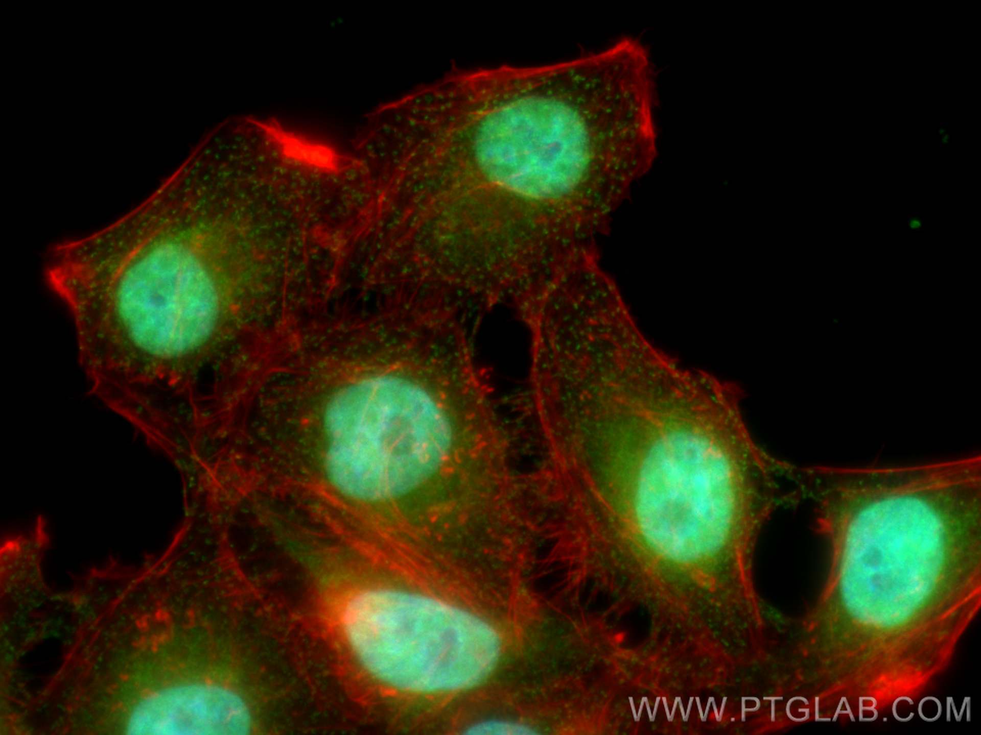 Immunofluorescence (IF) / fluorescent staining of HepG2 cells using POGZ Polyclonal antibody (30106-1-AP)
