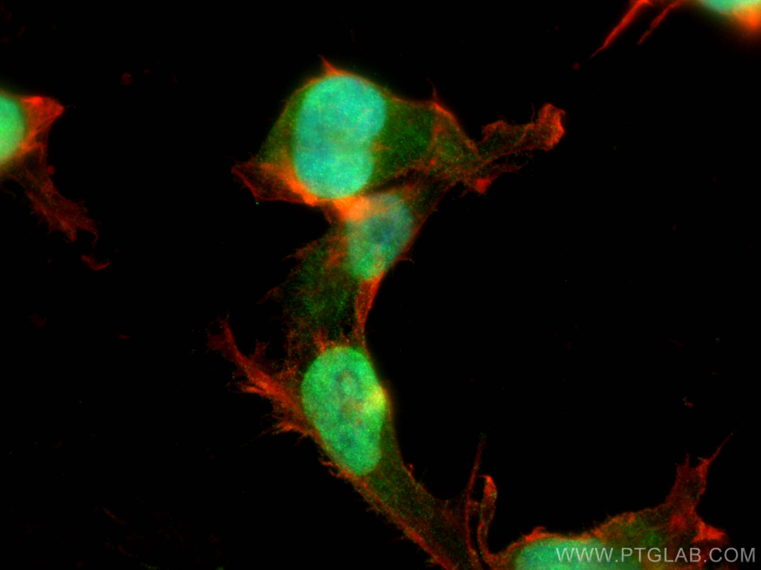 Immunofluorescence (IF) / fluorescent staining of U-251 cells using POGZ Polyclonal antibody (30106-1-AP)