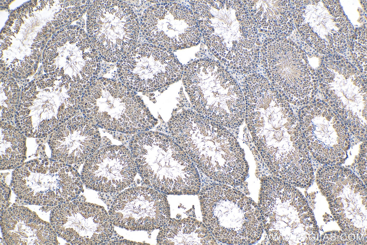 Immunohistochemistry (IHC) staining of mouse testis tissue using POGZ Polyclonal antibody (30106-1-AP)