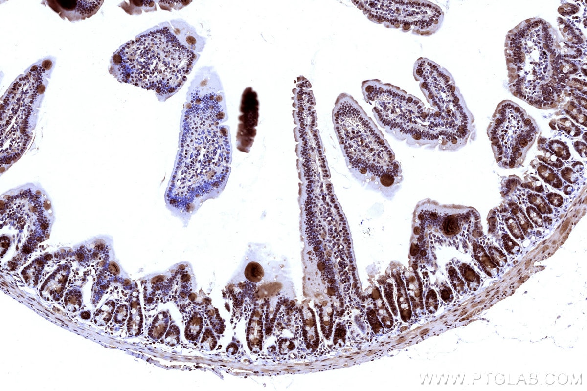 IHC staining of mouse small intestine using 31394-1-AP Immunohistochemistry (IHC) staining of mouse small intestine tissue using POLA1 Polyclonal antibody (31394-1-AP)