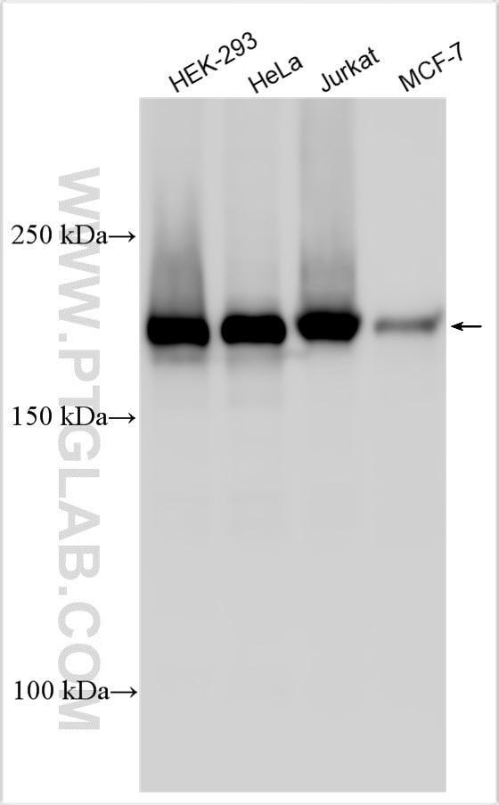 Western Blot (WB) analysis of various lysates using POLA1 Polyclonal antibody (31394-1-AP)
