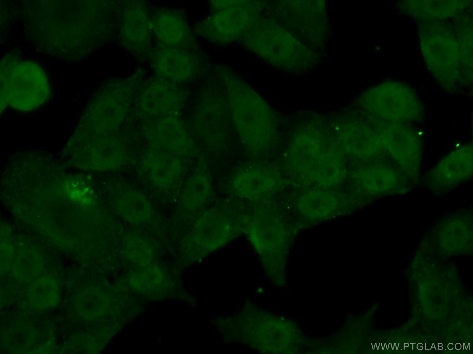 Immunofluorescence (IF) / fluorescent staining of HeLa cells using POLA2 Polyclonal antibody (21778-1-AP)