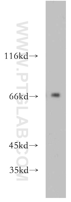 Western Blot (WB) analysis of HepG2 cells using POLA2 Polyclonal antibody (21778-1-AP)