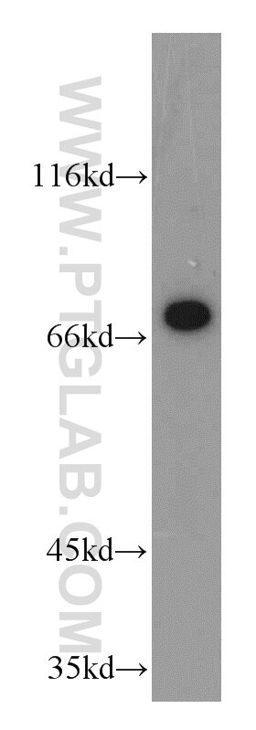 Western Blot (WB) analysis of HepG2 cells using POLA2 Polyclonal antibody (21778-1-AP)